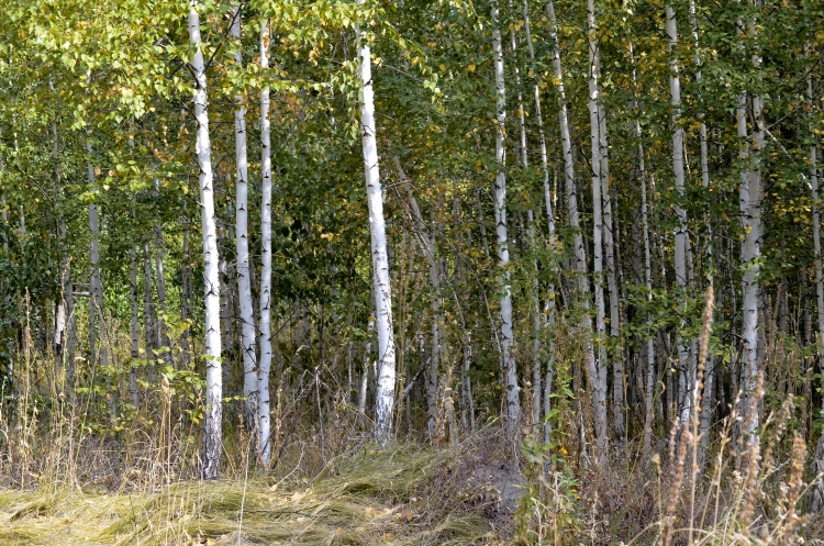 Опель в саратовской области